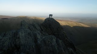 Sharp Edge Blencathra November 11th 2024 [upl. by Aihsercal]