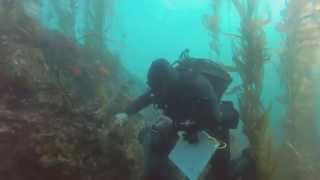 Restoring Southern Californias Kelp Forests  SoCal Connected  KCET [upl. by Arlette]