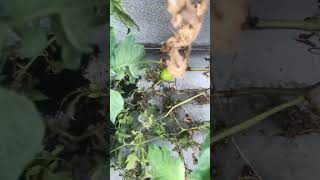 Slowly ripening tomatoes on tree gardening garden planting plants tomato [upl. by Schalles]