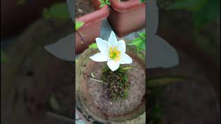 Zephyranthes candida Amaryllidaceae family  nature forestflower trending forests gardenflora [upl. by Addia]