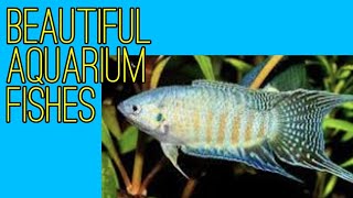 PEACEFUL AQUARIUM FISH  Paradise Gouramis Tetras Platies Swordtails [upl. by Anerac]