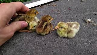 My naked neck hen hatched golden pheasant chicks [upl. by Aciruam]