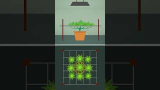 Mastering the Screen of Green Cannabis Cultivation Tips [upl. by Niowtna]