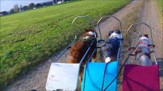 Sacco Wagon Training with 3 Dogs [upl. by Terle]