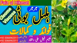 Benefits of Hulhul Boti  Cleome Viscosa Herb [upl. by Rehptsirhc]