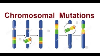 Chromosomal mutations  Types of mutations  3D 2024 [upl. by Yaf]