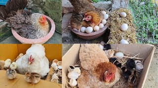 Hatching Chicken Eggs Naturally  natural chicken egg hatching process [upl. by Fredra173]