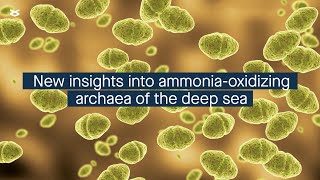 New insights into ammoniaoxidizing archaea in deepsea methane seep sediments [upl. by Barthold]