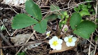 MyNature Apps Identifying Wild Strawberry Fragaria virginiana [upl. by Angelo260]