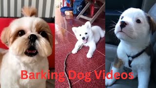 puppy dog barking video and angry reaction 2024 [upl. by Vernice688]