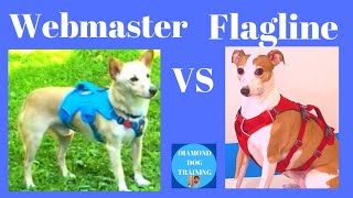 Ruffwear Webmaster vs Flagline Harness Review [upl. by Nasho409]