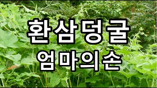 🍁피부 가려움증에 특효 엄마의 손🍁환삼덩굴의 놀라운 효능 10가지🍁자연과 건강상식 [upl. by Aillij]