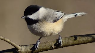 Chickadee call  song  sounds [upl. by Teilo835]