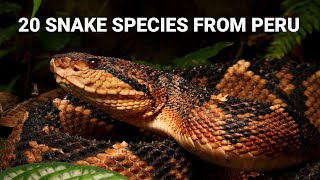 Snakes in Peru 20 species from the Amazon and deserts venomous bushmaster anaconda and more [upl. by Adnahsor]