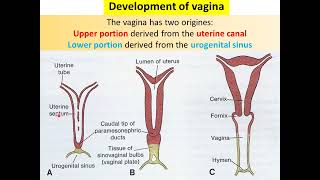 ERD10 Development of genital system 2 Genital ductsexternal genitalia [upl. by Anne-Corinne842]