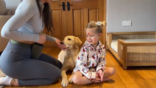 Adorable Baby Girl Trains Golden retriever Puppy Cutest Ever [upl. by Retxab]