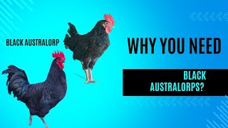 Black Australorp Chicken Top Egg Producer and Family Favorite [upl. by Nnylhsa]