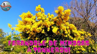 Randonnée dans les massifs et crêtes depuis Tanneron au cœur des mimosas en fleurs Épisode 74 [upl. by Navac76]