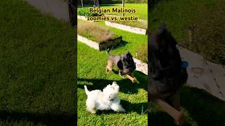 Belgian Malinois first out time in the garden goes crazy pt1 [upl. by Budde]