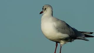 Common Gull [upl. by Ellata]