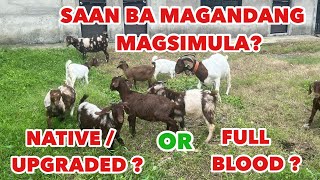 FULLBLOOD OR NATIVEUPGRADED NA KAMBINGNEGOSYO PHILIPPINES [upl. by Nnylecoj]