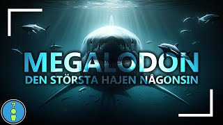 MEGALODON  DEN STÖRSTA HAJEN NÅGONSIN [upl. by Anayik]