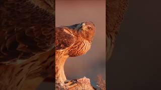 Eagle क्यों अपना चोंच तोड़ देता है🤔 रोचकfactsshorts facts animalfacts worldwildfacto [upl. by Asyl972]