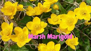 Marsh marigold  caltha palustris   wild flowers  Spring  England [upl. by Tshombe478]