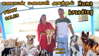 Dogs Home breeding in Vellore 💢 puppy sales gredan Beagle lab dog pannaiveedu puppy chennai [upl. by Caterina]