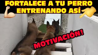 Fortalece el carácter de tu perro 💪 entrenando así 😲 [upl. by Alicec]