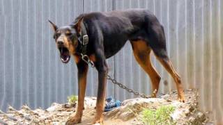 Doberman barks  DOG BARKING Sound Effect High Quality [upl. by Pfeffer]