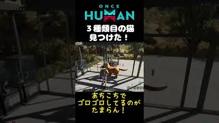 全部で４種類の猫が大集合！！【Once Human ワンスヒューマン】oncehuman ワンスヒューマン 色違い 猫 アプデ情報 [upl. by Enaoj]