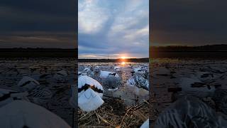 Snow Goose Decoy Setup [upl. by Kinson563]