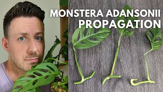 How to Propagate Monstera Adansonii Swiss Cheese Vine houseplant monstera propagation [upl. by Xino66]