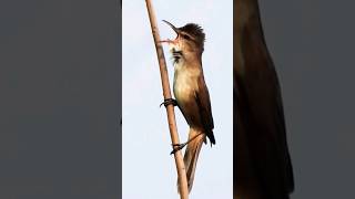 Bird Sound  Clamorous Reed Warbler [upl. by Lorianne678]