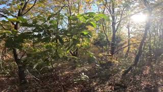 Some trees and plants in Oklahoma [upl. by Atsillak]