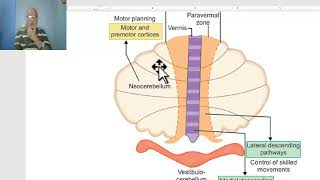 Anatomy of CNS Module in Arabic 2024  Cerebellum part 2 by Dr Wahdan [upl. by Placido303]