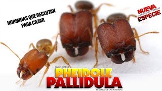 HORMIGAS QUE RECLUTAN PARA CAZAR  Pheidole pallidula [upl. by Sikleb990]