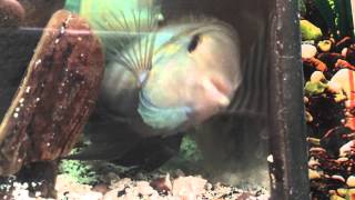 Male Convict Cichlid trying to kill female to save fry [upl. by Parik]