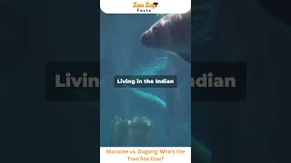 Manatee vs Dugong Who’s the True Sea Cow manatee dugong animals viralvideo wildlife facts [upl. by Dag]