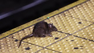 First confirmed human case of Sin Nombre hantavirus reported in Michigan [upl. by Birck786]