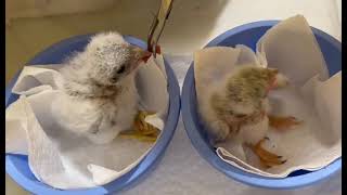 American Kestrel nestlings [upl. by Sirromad393]