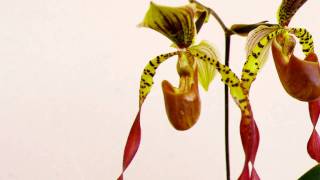 Paphiopedilum Berenice in bloom in HD [upl. by Terrell]