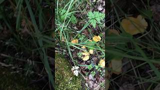 CHANTERELLE MUSHROOMS mushroom chanterelles nature find explore best woodland [upl. by Aikcin953]