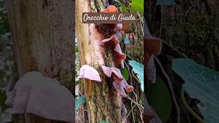 Orecchio di Giuda Auricularia auriculajudae 🍄‍🟫 NaturaWild Funghi2024 OrecchiodiGiuda [upl. by Els884]