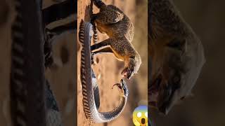 Mongoose vs Snake fighting [upl. by Rechaba]