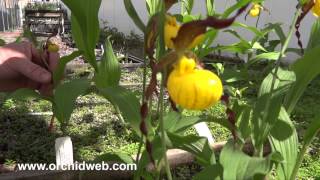 OrchidWeb  Cypripedium parviflorum var pubescens [upl. by Dita]