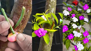 Unique Techniques How To Grow Brunfelsia Pauciflora plant In Bougainvillea Branch  Grafting system [upl. by Samtsirhc501]