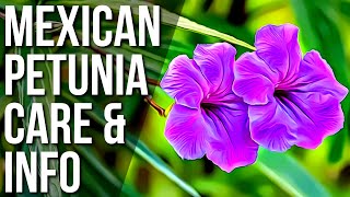 Mexican Petunia Info And Care  How To Grow And Care For Mexican Petunias [upl. by Renzo709]