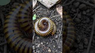 Millipede shortvideos shorts animal insects short youtubesuggest [upl. by Mendelson]